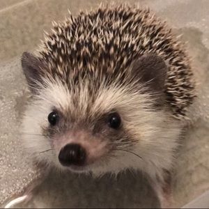 Meet your Posher, Lydia